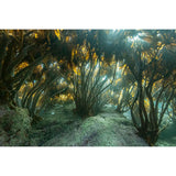 Foresta di alghe kelp